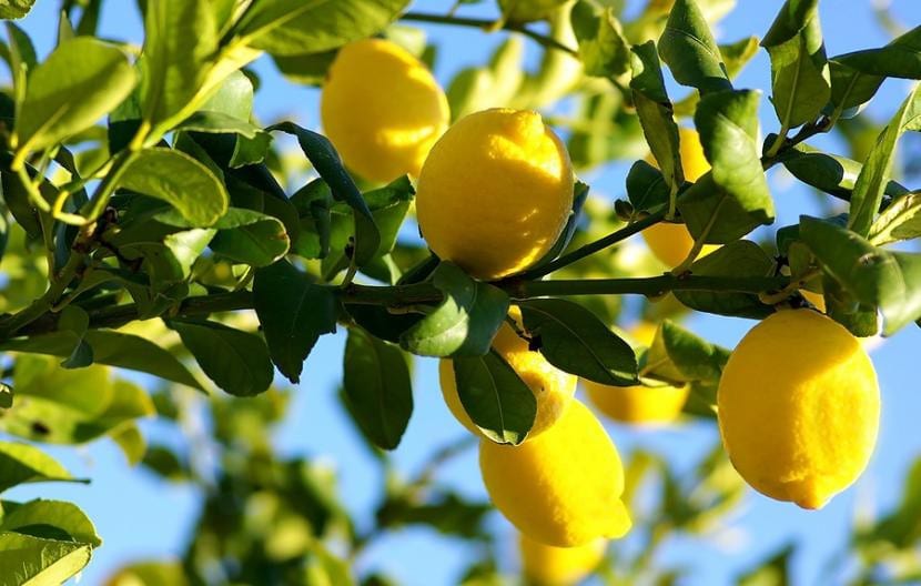 Limonero cargado de frutos maduros