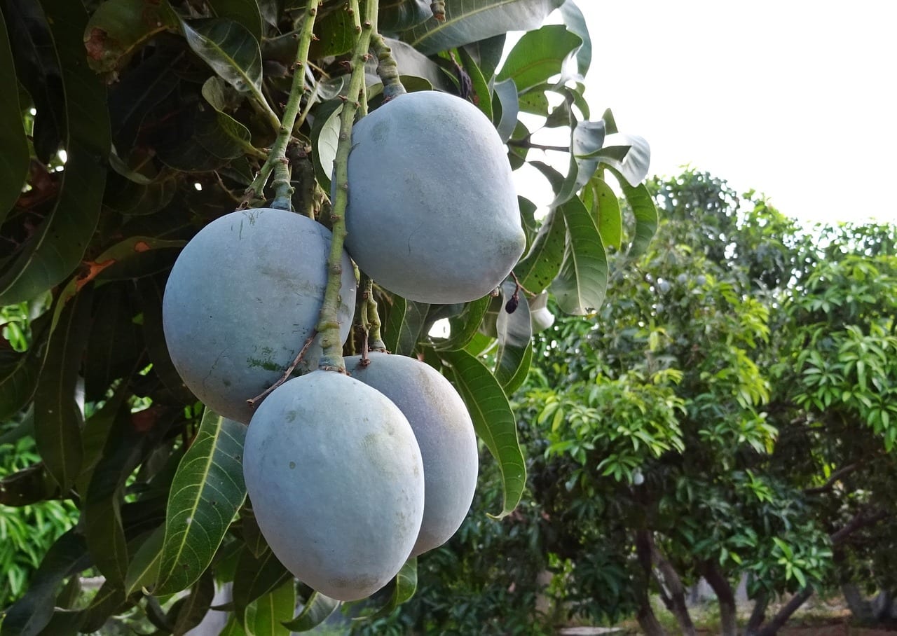 Cultivar mango en España: dónde funciona y cómo lograrlo