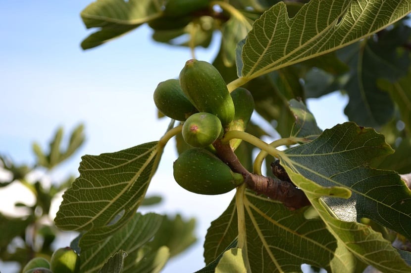 Cultivar una higuera en el jardín: guía práctica