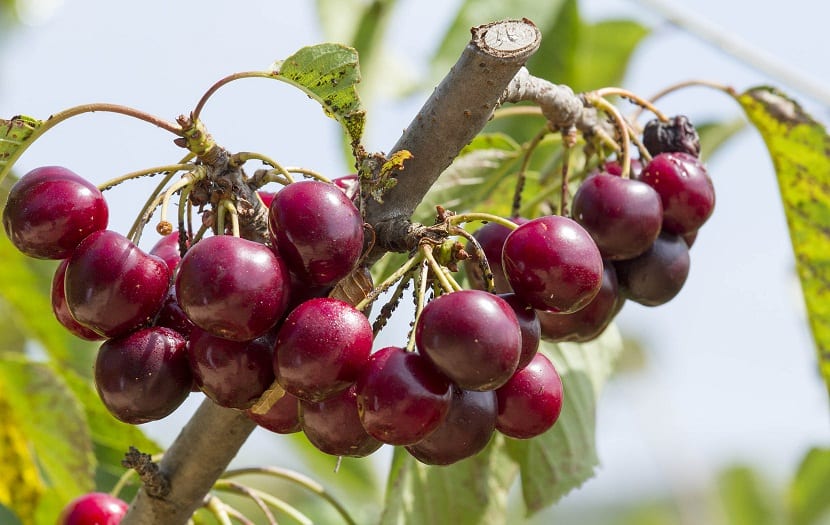 Cerezas maduras colgando de las ramas del cerezo