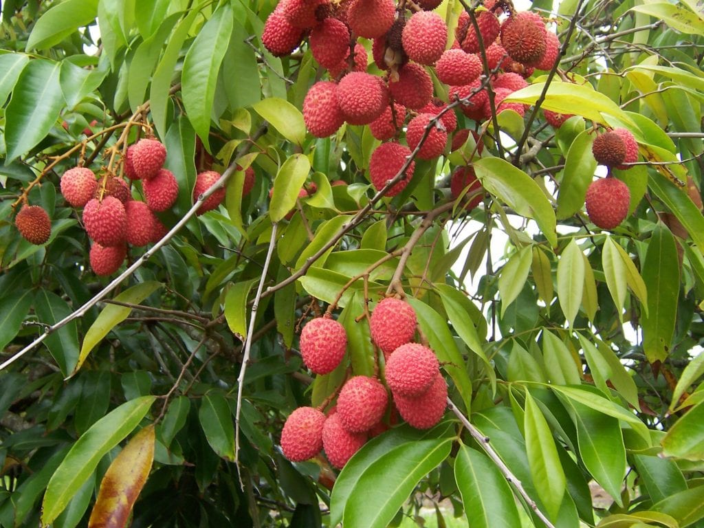 Frutos de lichi Litchi chinensis en el árbol