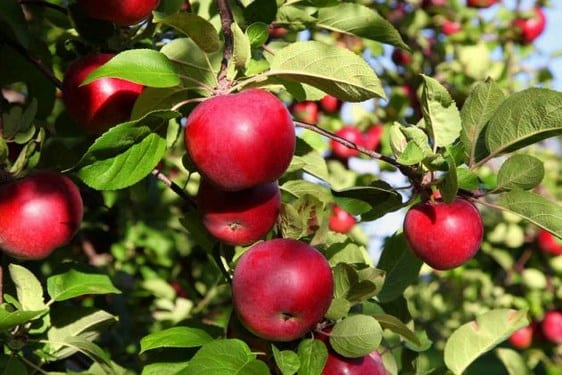 Manzano cargado de fruta en un jardín