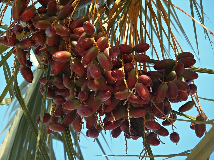 Racimos de dátiles madurando en una palmera datilera