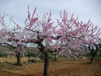 Detalle de la poda de almendros viejos con cortes de renovación