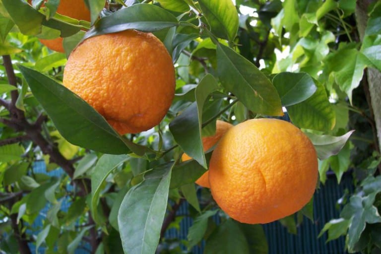 Copa densa de un cítrico, Citrus aurantium