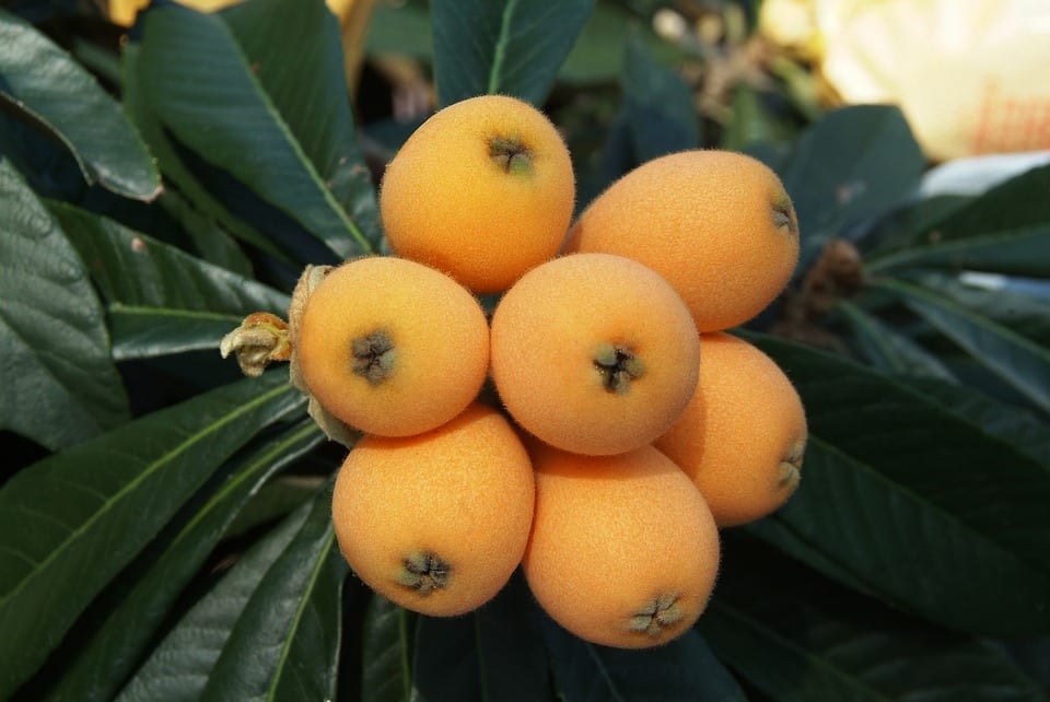 Frutales que germinan rápido: cuáles y en cuánto tiempo