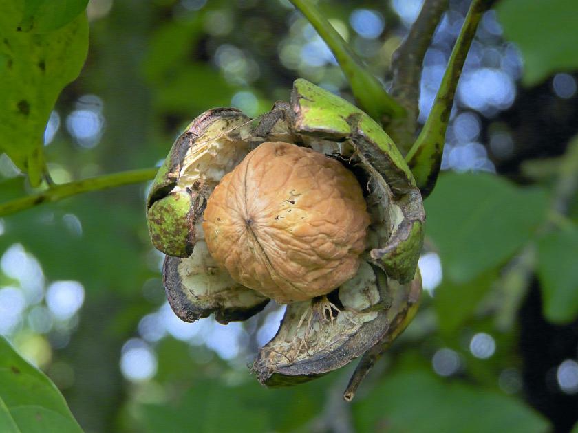 Frutales resistentes al frío y a las heladas tardías