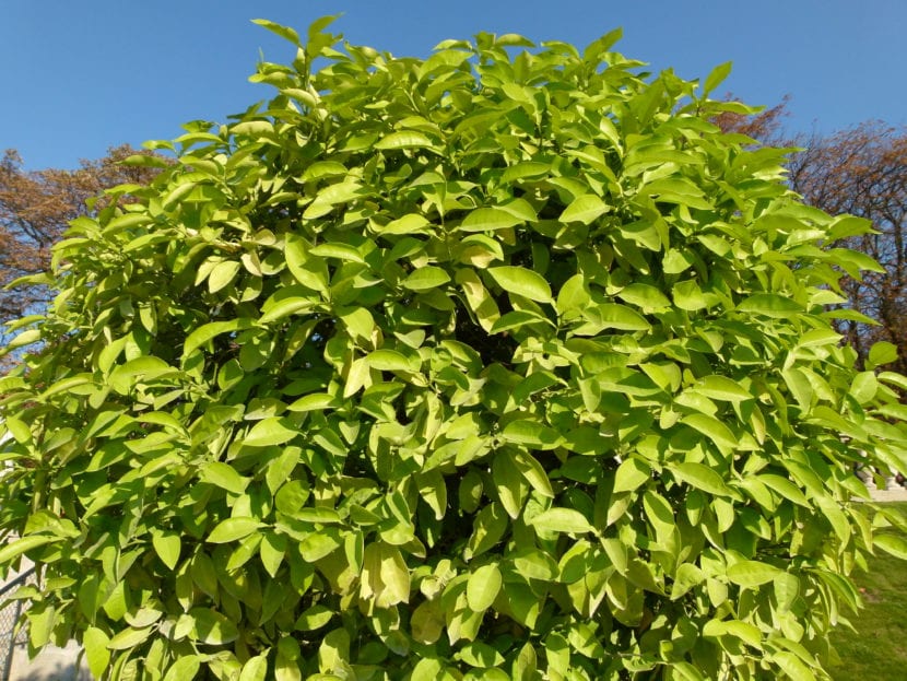 Naranjo cargado de frutos