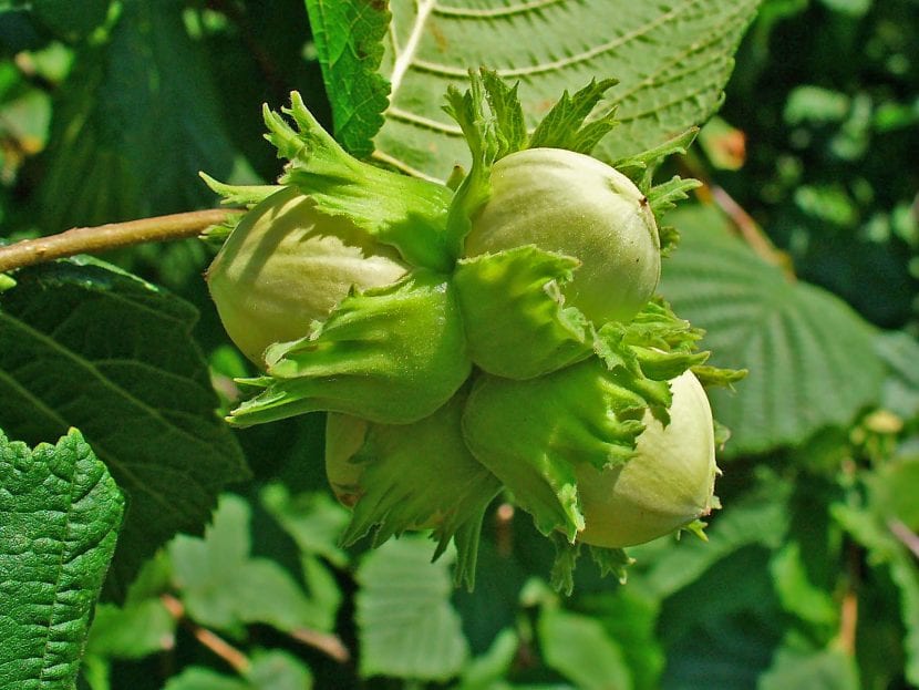 Ejemplar de Corylus avellana, el avellano común