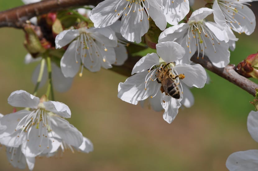 Abeja recogiendo polen en una flor de frutal