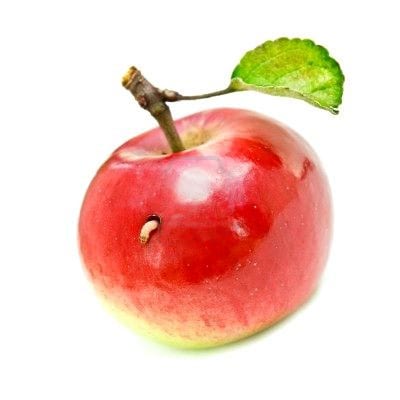 Manzanas sanas listas para recolectar