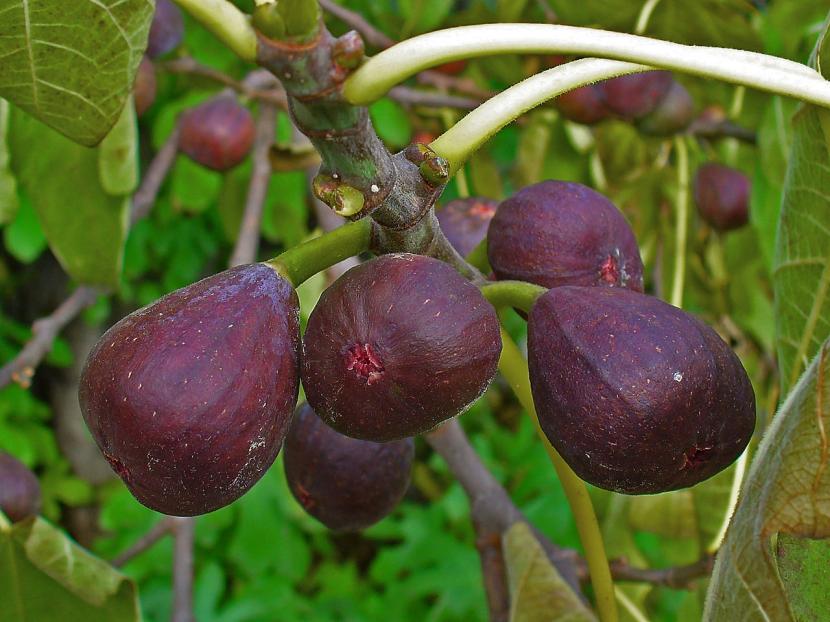 Frutales para suelos calizos: qué plantar y qué evitar