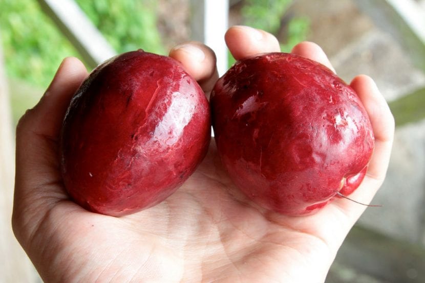 Frutos rojos de marañón japonés en el árbol