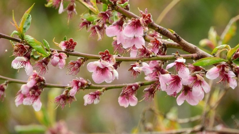 Flores rosadas del árbol de nectarina