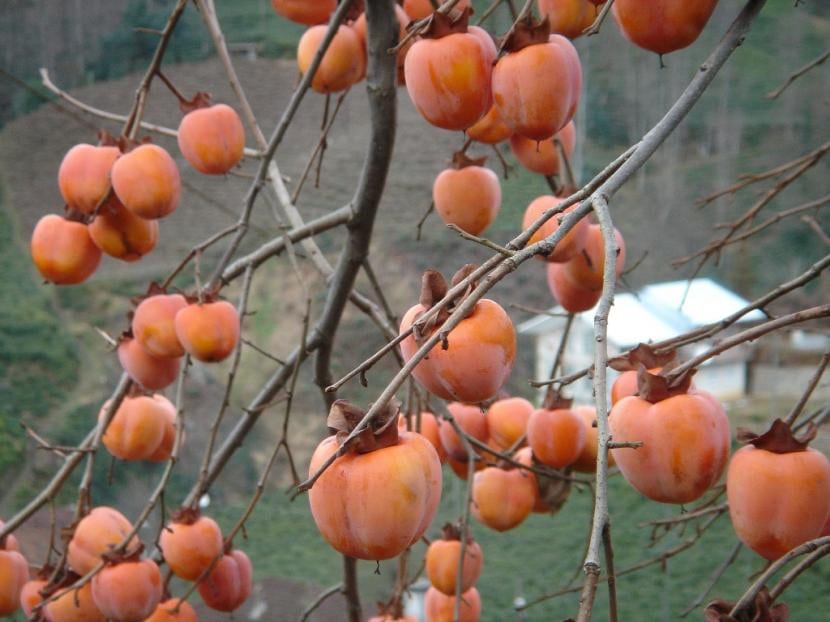Frutos de caqui Diospyros kaki madurando en el árbol