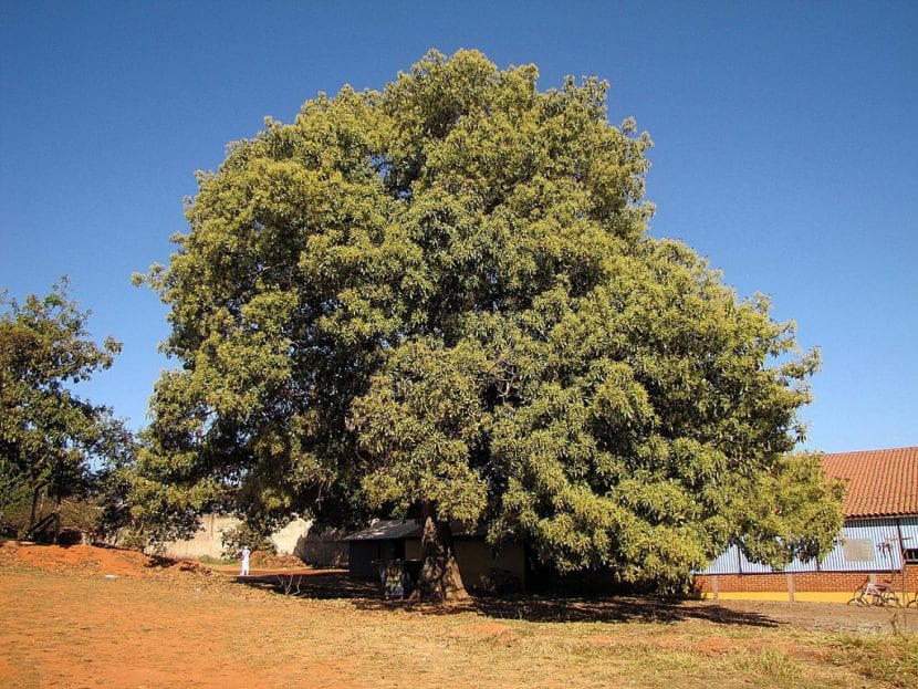 Árbol de aguacate joven