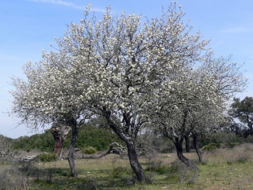 Ejemplar de Pyrus bourgaeana o piruétano