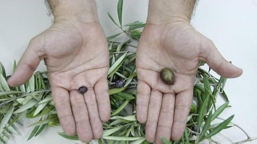 Olivos en un olivar