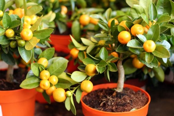 Naranjos cultivados en macetas grandes