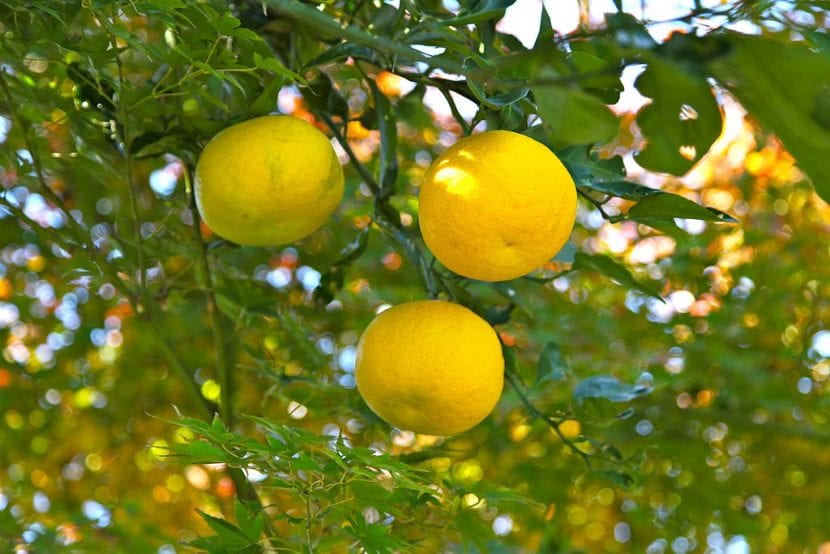 Frutos maduros de yuzu en el árbol
