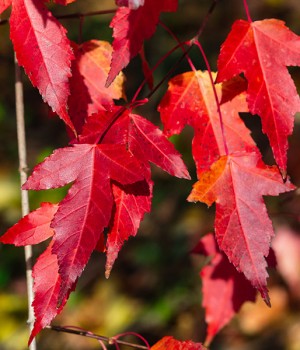 Acer ginnala: el arce del Amur en el jardin