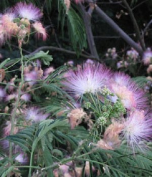 Albizia julibrissin: acacia de Constantinopla