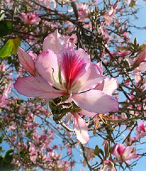 Bauhinia: el arbol orquidea y sus especies