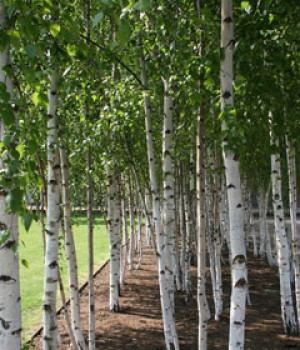 Abedul: Betula pendula y Betula alba en el jardin