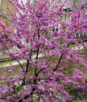 Cercis siliquastrum: el arbol del amor en el jardin