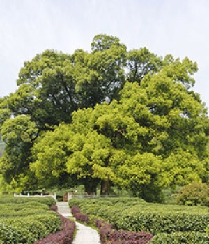 Cinnamomum camphora: el alcanforero, ficha y cuidados