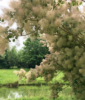 Cotinus coggygria: el arbol de las pelucas