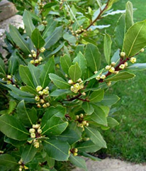 Laurus nobilis: el laurel en el jardin y en seto