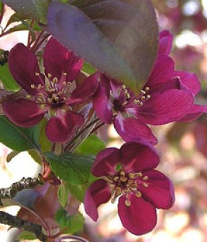 Malus floribunda: el manzano de flor en el jardin