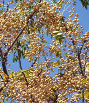 Melia azedarach (cinamomo): cultivo y fruto toxico