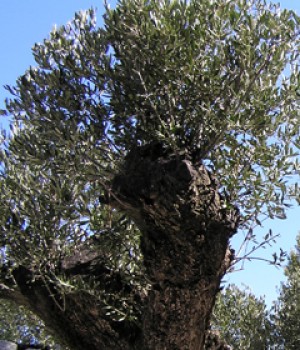 Olea europaea: el olivo como arbol de jardin