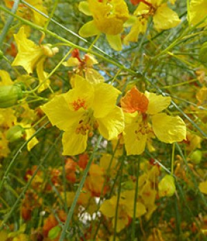 Parkinsonia aculeata: el palo verde en jardin seco