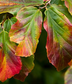 Parrotia persica: el arbol de hierro persa