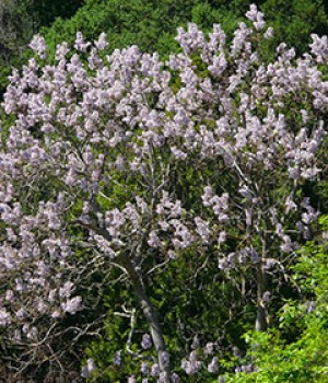 Paulownia tomentosa: la paulonia o kiri en el jardin