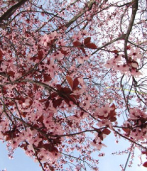 Prunus cerasifera Pissardii: el ciruelo rojo