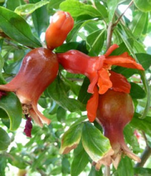 Punica granatum: el granado en el jardin