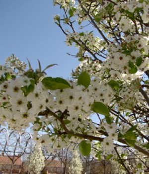 Pyrus calleryana Chanticleer: peral de flor