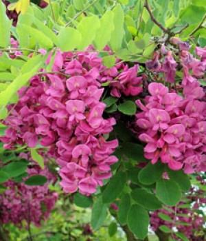 Robinia Casque Rouge: la falsa acacia rosa