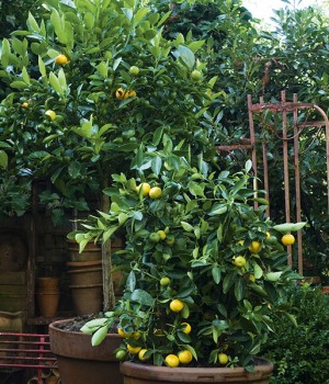 Calamondin: el citrico de maceta que no para