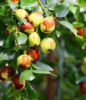Ziziphus jujuba: el azufaifo o jinjolero