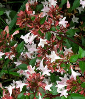 Abelia floribunda: la abelia de flor rosa