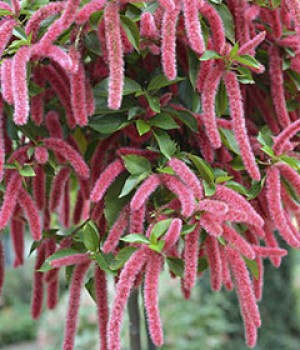 Acalypha: el rabo de gato y sus formas rastreras