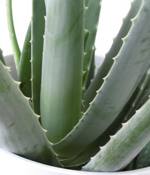Aloe vera: cultivo, riego y multiplicacion