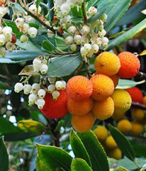 Arbutus unedo: el madrono en el jardin