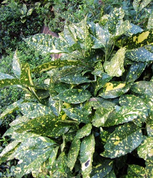 Aucuba japonica variegada: arbusto de sombra