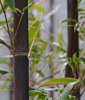 Bambu en el jardin: trazante o cespitoso